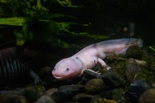 Ein Foto von dem Tier Axolotl