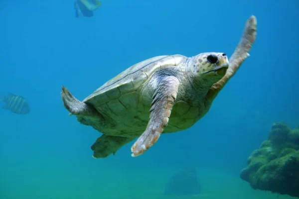 Ein Foto von dem Tier Wasserschildkröte