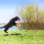 Ein Hund der aufspringt um einen Frisbee zu fangen